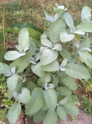 Šalvia lekárska - Obrázok č. 1