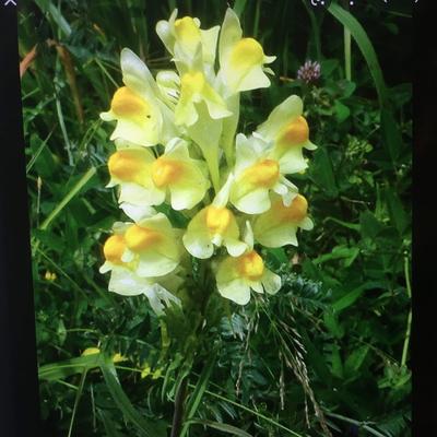 Pyštek obyčajný -masť - Obrázok č. 1