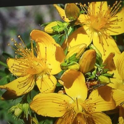 Ľubovník bodkovaný tinktura - Obrázok č. 1