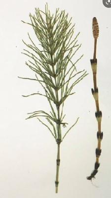 Praslicka -žihľava masť - Obrázok č. 1