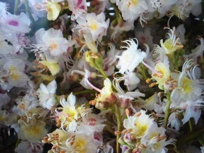 Pagaštan konsky - Obrázok č. 1