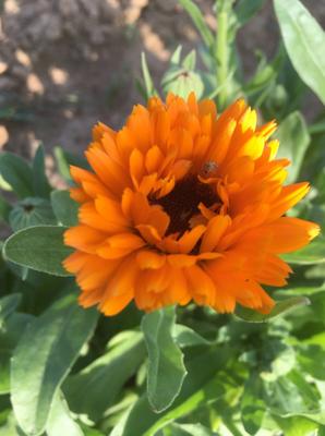 Nechtík lekársky - Obrázok č. 1