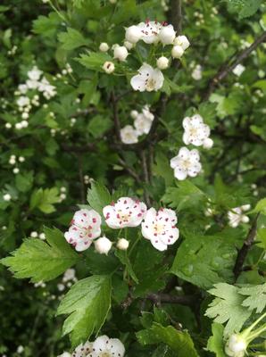 Hloh obyčajný -tinktura - Obrázok č. 1