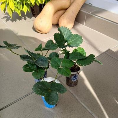 Jahody Senga sengana - Obrázok č. 1