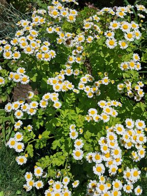 Rimbaba - Obrázok č. 1