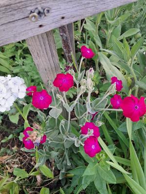 Kukučka vencová - Obrázok č. 1