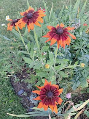 Rudbekia hnedo-oranžová - Obrázok č. 1