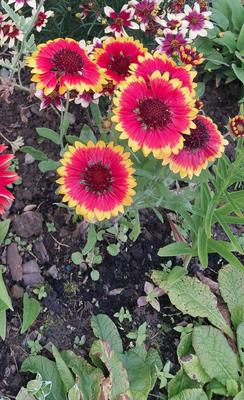 Kokarda nízka - Obrázok č. 1