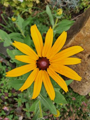 Rudbekia žltá - Obrázok č. 1