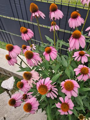 Echinacea ružová - Obrázok č. 1