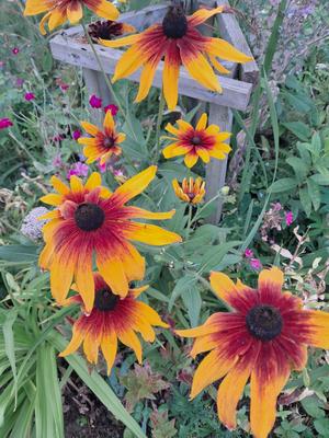 Rudbekia hnedo-žltá - Obrázok č. 1