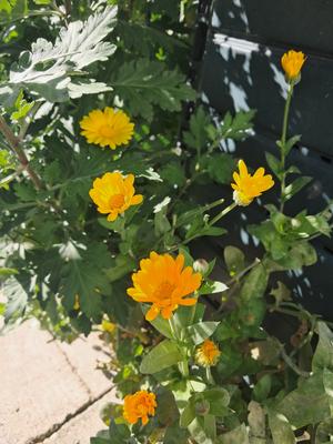 Nechtík - Obrázok č. 1