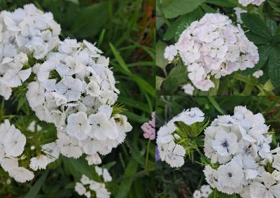 Turecké klince biele - Obrázok č. 1