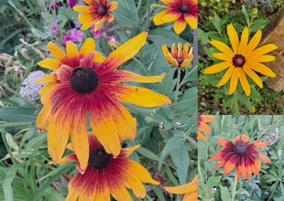 Rudbekie mix - Obrázok č. 1