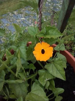 Čiernooká zuzana, tunbergia - Obrázok č. 1