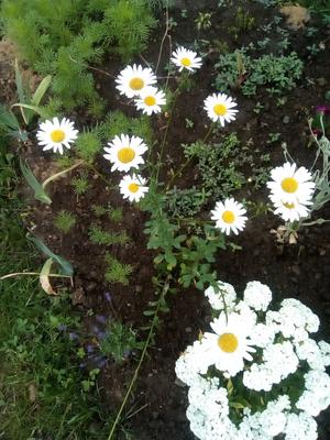 Margaréta biela - Obrázok č. 1