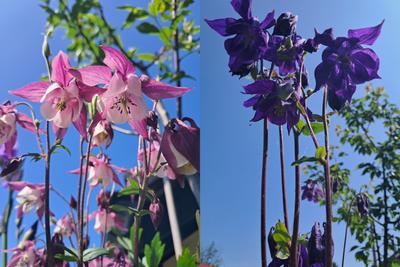 Orlíček mix - Obrázok č. 1