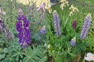 Lupina mix - Obrázok č. 1