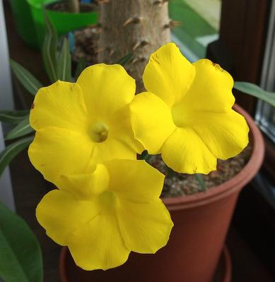 Pachypodium rosulatum - Obrázok č. 1