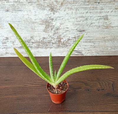 Aloe vera - Obrázok č. 1