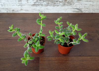 Delosperma echinatum - Obrázok č. 1