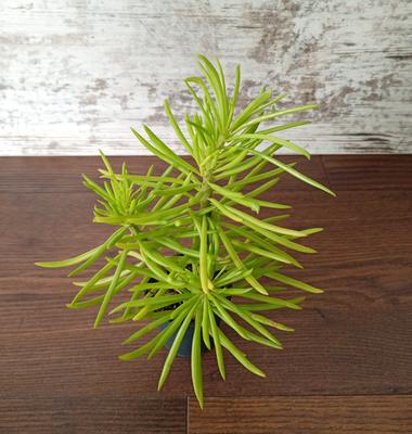 Senecio barbertonicus (Senecio "Himalaya") - Obrázok č. 1