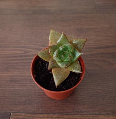 Echeveria purpusorum - Obrázok č. 1