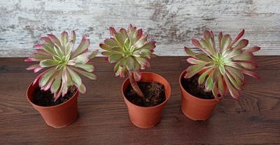 Aeonium "Mardi Grass" - Obrázok č. 1