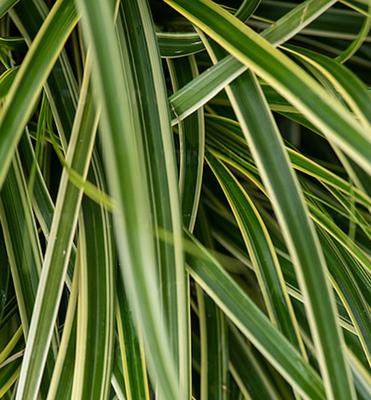 Ostrica na predaj - Obrázok č. 1