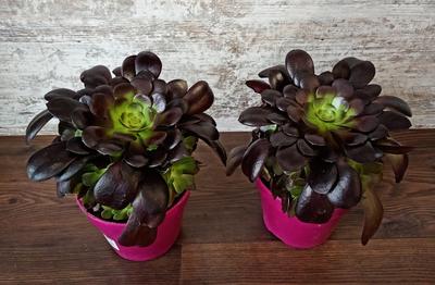 Aeonium arboreum "Velours" - Obrázok č. 1