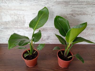 Strelitzia nicolai - Obrázok č. 1