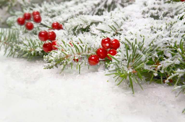 Kalendár záhradkára: December v záhrade