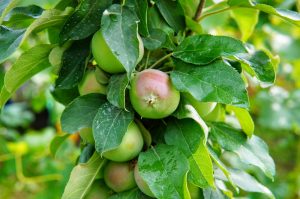 Stĺpovité jablone sú fenoménom - vyberte si vhodnú odrodu