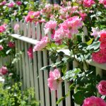 Zakročte včas - tieto najčastejšie ochorenia ruží by ste mali poznať