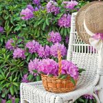 Myslíte si, že dopestovať krásny rododendron je náročné? Nie s týmto postupom