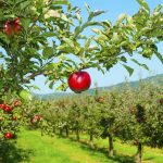 Jablkový sad