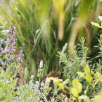 Zakladáme bylinkový záhon