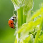 Nenechajte si zničiť úrodu voškami