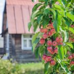 Stĺpovité jablone sú fenoménom - vyberte si vhodnú odrodu