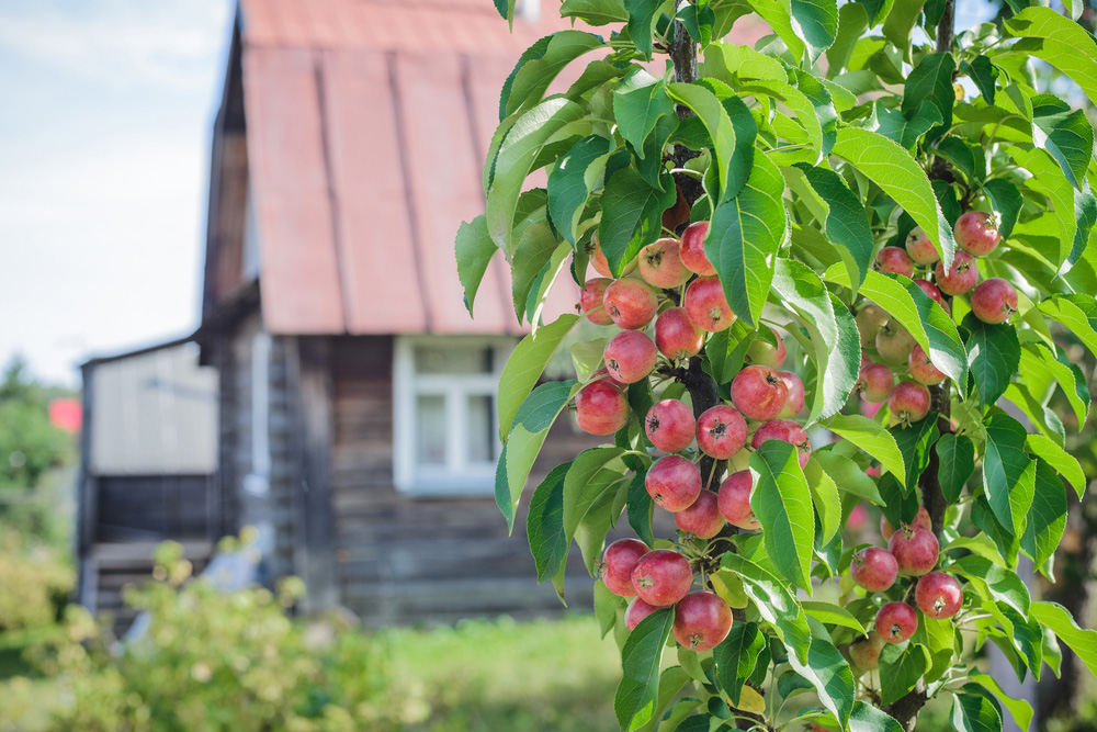Stĺpovité jablone sú fenoménom - vyberte si vhodnú odrodu