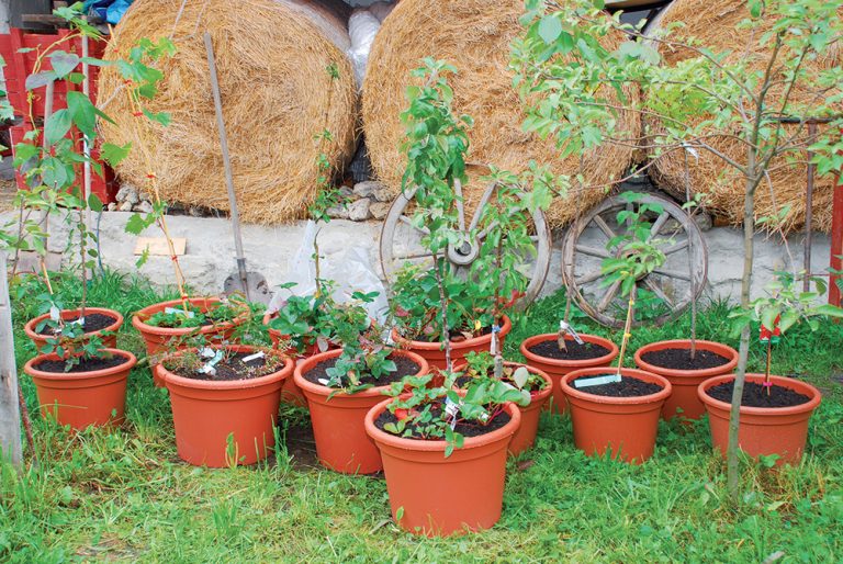 Ako si vypestovať ovocie v kvetináči