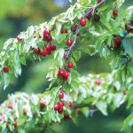 Drieň - ovocie budúcnosti