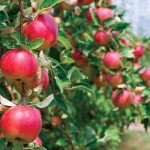 Prebierka plodov jadrovín