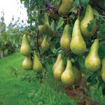 Overené odrody hrušiek