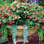 Kvety na tienistom balkóne