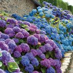 Takto budete mať najkrajšie hortenzie na ulici