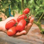 11 krokov k bohatej úrode rajčiakov