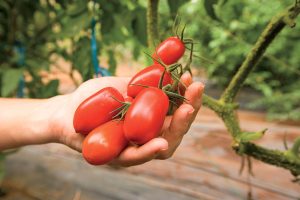 11 krokov k bohatej úrode rajčiakov