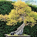 Vášmu bonsaju sa nedarí. Čo s tým?