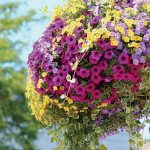 Balkónové letničky v závesných nádobách